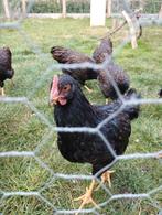 Haan Barnevelder, Dieren en Toebehoren, Pluimvee, Mannelijk, Kip