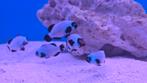 Clownvis actie, Dieren en Toebehoren, Vissen | Aquariumvissen, Vis, Zoutwatervis, Schoolvis