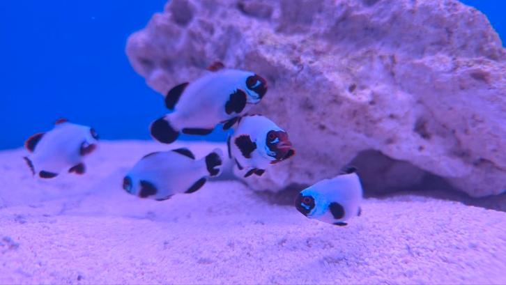 Clownvis actie, Dieren en Toebehoren, Vissen | Aquariumvissen, Zoutwatervis, Vis, Schoolvis