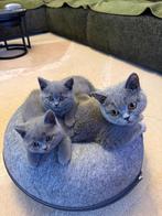Britse korthaar poesjes met oranje ogen, Dieren en Toebehoren, Katten en Kittens | Raskatten | Korthaar, Poes, Ontwormd, 0 tot 2 jaar