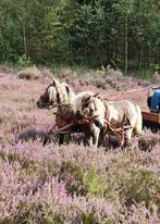 Mooie mini paarden ter dekking NMPRS, Dieren en Toebehoren, Hengst