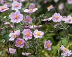Anemone hupehensis 'September Charm' in P11 pot, Volle zon, Vaste plant, Zomer, Ophalen
