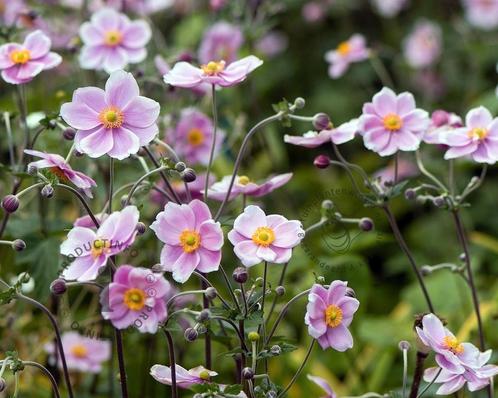 Anemone hupehensis 'September Charm' in P11 pot, Tuin en Terras, Planten | Tuinplanten, Vaste plant, Overige soorten, Volle zon