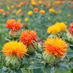 Gezocht: Zaden tuinplanten/bloemen, Ophalen of Verzenden, Voorjaar, Volle zon, Zaad