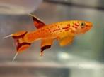 killivis Aphyosemion australe hjersseni per paar - Koidreams, Dieren en Toebehoren, Vissen | Aquariumvissen, Vis, Zoetwatervis