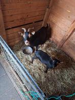 2 dwerggeitjes, Dieren en Toebehoren, Schapen, Geiten en Varkens, Vrouwelijk, Geit