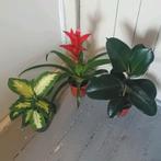 3 kamerplanten, Huis en Inrichting, Kamerplanten, Ophalen, Overige soorten, Halfschaduw, In pot