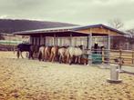 Hooiruif, Paardenruif TOP Hooibak en Weidehut met Voerhek, Dieren en Toebehoren, Stalling en Weidegang, Weidegang