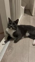 Poes Noodle zoekt een fijn warm thuis, Dieren en Toebehoren, Katten en Kittens | Overige Katten, Poes