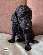 Konings poedel pups, Poedel, 8 tot 15 weken, CDV (hondenziekte), Meerdere