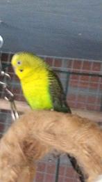 Te koop blackwing pop, Dieren en Toebehoren, Vrouwelijk, Parkiet, Geringd