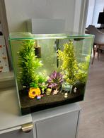 Fluval egdge aquarium, Ophalen, Zo goed als nieuw, Gevuld zoetwateraquarium