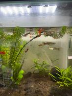 Stuk of 50 guppys, Dieren en Toebehoren, Vissen | Aquariumvissen, Vis, Zoetwatervis, Schoolvis