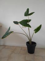   Alocasia Zebrina Olifantsoor, Huis en Inrichting, Kamerplanten, Minder dan 100 cm, Halfschaduw, Ophalen