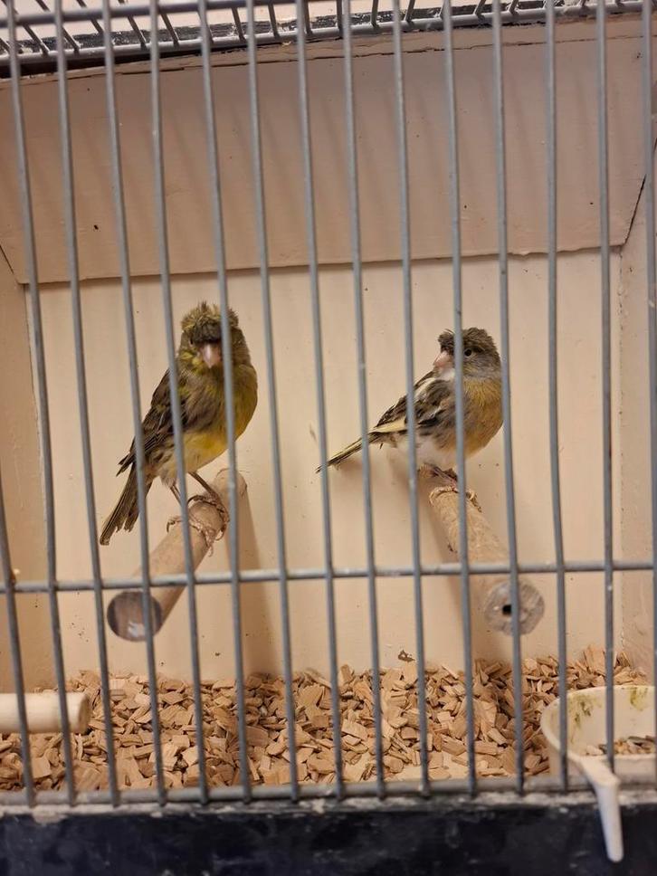 Kanarie's met kuif, Dieren en Toebehoren, Vogels | Kanaries, Kleurkanarie, Meerdere dieren