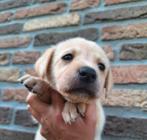 Labrador pups, Dieren en Toebehoren, Particulier, Meerdere, 8 tot 15 weken, Meerdere dieren