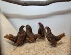 3x Sebrighthaantjes , 1 overjarig en 2 van 2025, Dieren en Toebehoren, Pluimvee, Meerdere dieren, Kip
