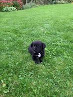 Prachtige Boulab pup - geboren 13 september 2025, Reu, 8 tot 15 weken, Groot, Eén hond