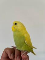 Jonge grasparkieten, Dieren en Toebehoren, Vogels | Parkieten en Papegaaien, Meerdere dieren, Parkiet, Tam
