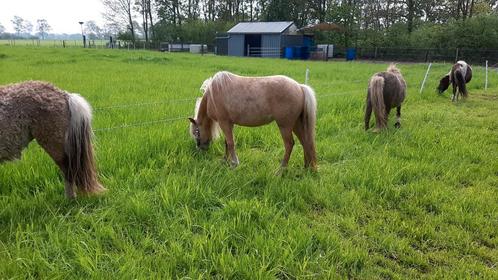 Weiland te koop, Dieren en Toebehoren, Stalling en Weidegang
