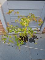 planten, Ophalen, Esdoorn, Minder dan 100 cm