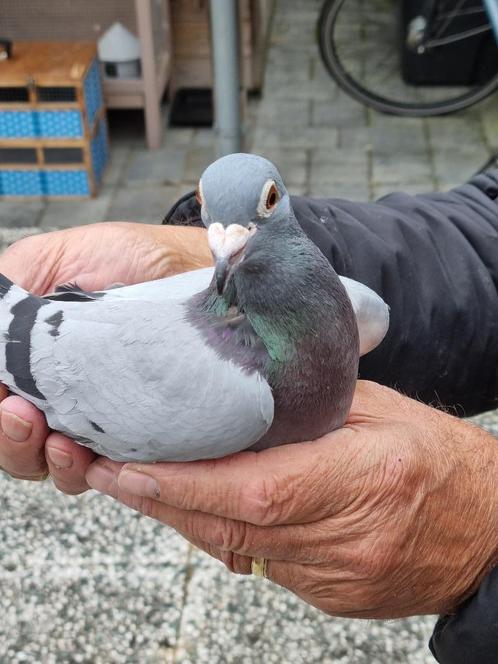 Postduiven ( Kwekers/Marathon), Dieren en Toebehoren, Vogels | Duiven, Postduif, Vrouwelijk