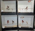 Kapoetsensijzen, Dieren en Toebehoren, Meerdere dieren, Tropenvogel, Geringd