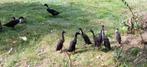 Prachtige loopeenden, Dieren en Toebehoren, Pluimvee, Meerdere dieren, Eend