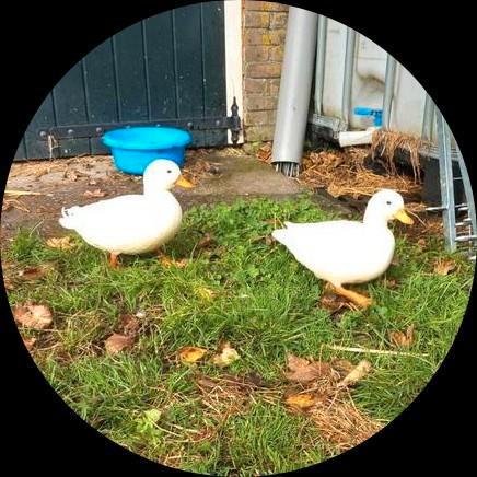 Koppeltje witte kwakertjes, Dieren en Toebehoren, Pluimvee, Eend, Meerdere dieren