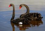Zwanen, Dieren en Toebehoren, Pluimvee, Mannelijk