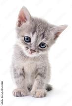 Kitten gezocht., Januari