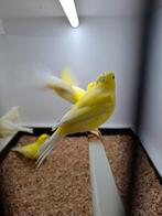 Gele kanaries. Schimmel en intensief en geel ivoor., Dieren en Toebehoren, Vogels | Kanaries, Meerdere dieren, Kleurkanarie