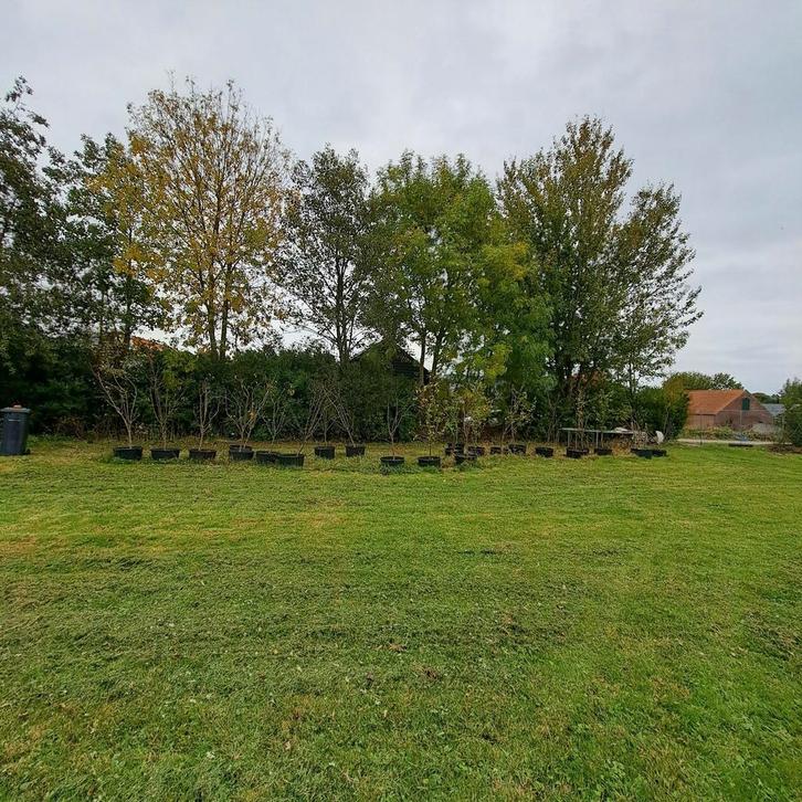 Laagstam perenboom(hand peren) op=op!!, Tuin en Terras, Planten | Fruitbomen, Perenboom, 100 tot 250 cm, Lente, Ophalen