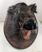 groot hoofd opgezet zwijn, Ophalen, Gebruikt, Wild dier, Opgezet dier