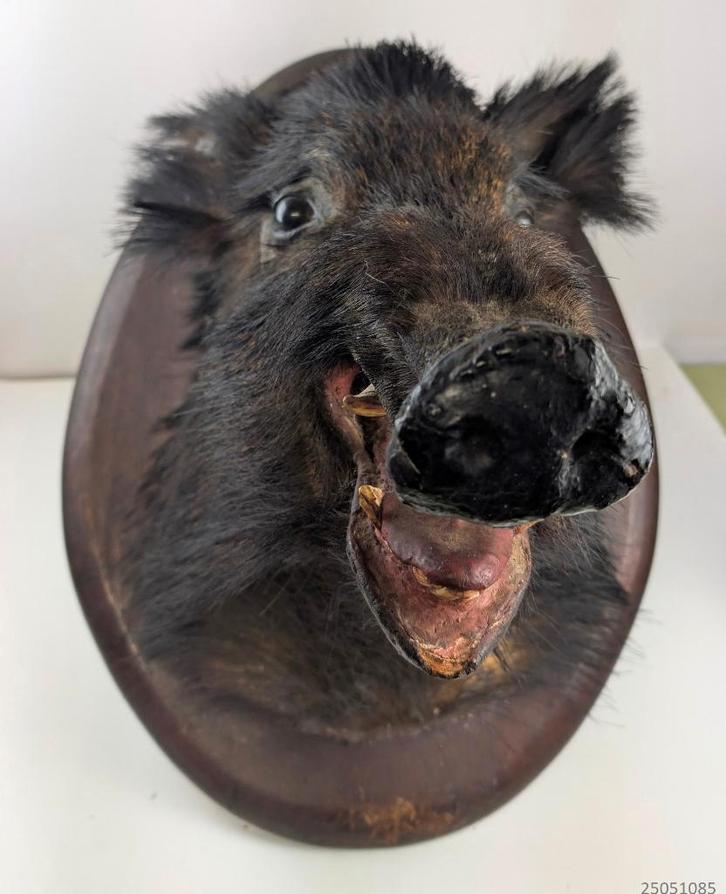 groot hoofd opgezet zwijn, Verzamelen, Dierenverzamelingen, Gebruikt, Opgezet dier, Wild dier, Ophalen
