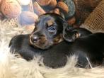 Prachtige Black and Tan Teckel pups uit FCI lijn, Dieren en Toebehoren, Honden | Teckels en Dashonden, Kaninchen, 8 tot 15 weken