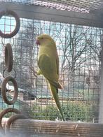 jonge halsband parkiet pop, Meerdere dieren, Parkiet