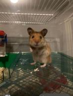 Goudhamster met kooi en toebehoren, Dieren en Toebehoren, Hamster, April, Mannelijk, Tam