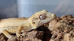R. Auriculatus / Gargoyle Gecko, Dieren en Toebehoren, Reptielen en Amfibieën, 0 tot 2 jaar, Hagedis
