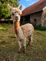 Alpaca Hengst Appaloosa te koop, Dieren en Toebehoren, Juni, Mannelijk