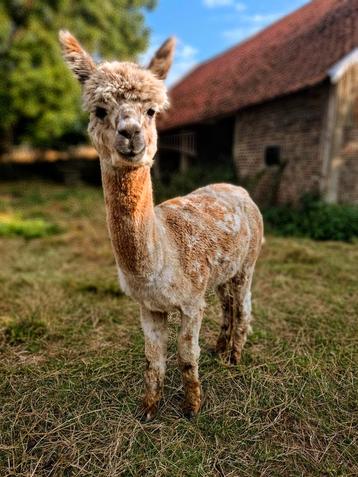 Alpaca Hengst Appaloosa te koop beschikbaar voor biedingen