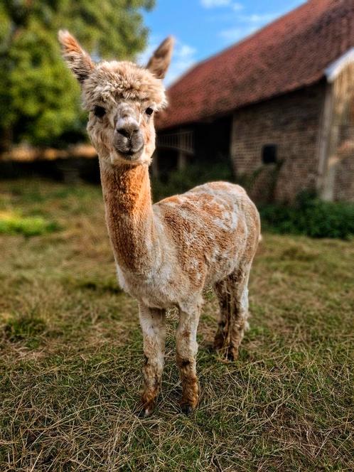 Alpaca Hengst Appaloosa te koop, Dieren en Toebehoren, Overige Dieren, Mannelijk, Juni