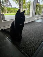 Deze stoere, aanhankelijke kater van 4 maanden., Dieren en Toebehoren, Katten en Kittens | Overige Katten, Kater, Kortharig, 0 tot 2 jaar