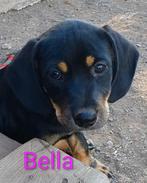 Bella, een prachtige jongedame, Rabiës (hondsdolheid), 8 tot 15 weken, Teef, Eén hond