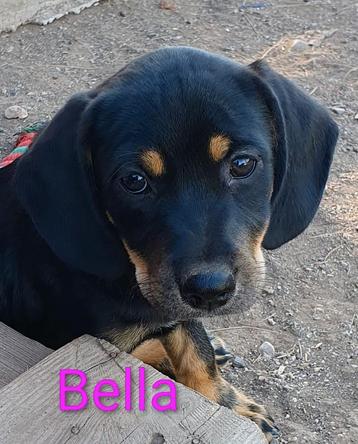 Bella, een prachtige jongedame beschikbaar voor biedingen