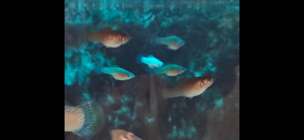 Baby Molly Silver Sailfin, Dieren en Toebehoren, Vissen | Aquariumvissen, Vis, Zoetwatervis