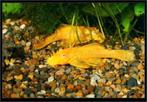 Ancistrus Sp. Gold - Koidream Valburg