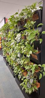 Planten Zuil/Muur Afscheidingswand, Ophalen, Halfschaduw, Minder dan 100 cm