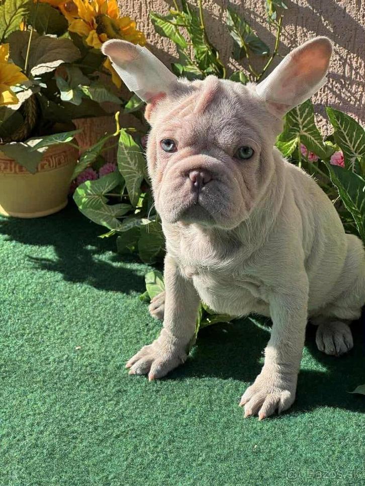 Franse bulldig, Dieren en Toebehoren, Honden | Bulldogs, Pinschers en Molossers, Teef, Bulldog, Particulier, Eén hond, Buitenland