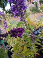 Buddleja/ Vlinderstruiken, Tuin en Terras, Planten | Tuinplanten, Overige soorten, Volle zon, Vaste plant, Ophalen of Verzenden